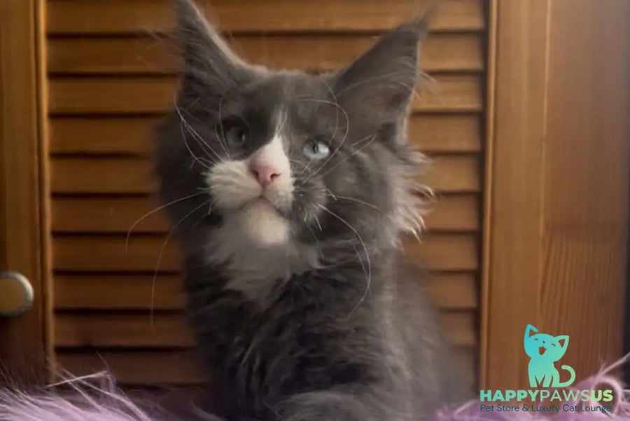 Hugo Maine Coon polydactyl male blue with white - live animals