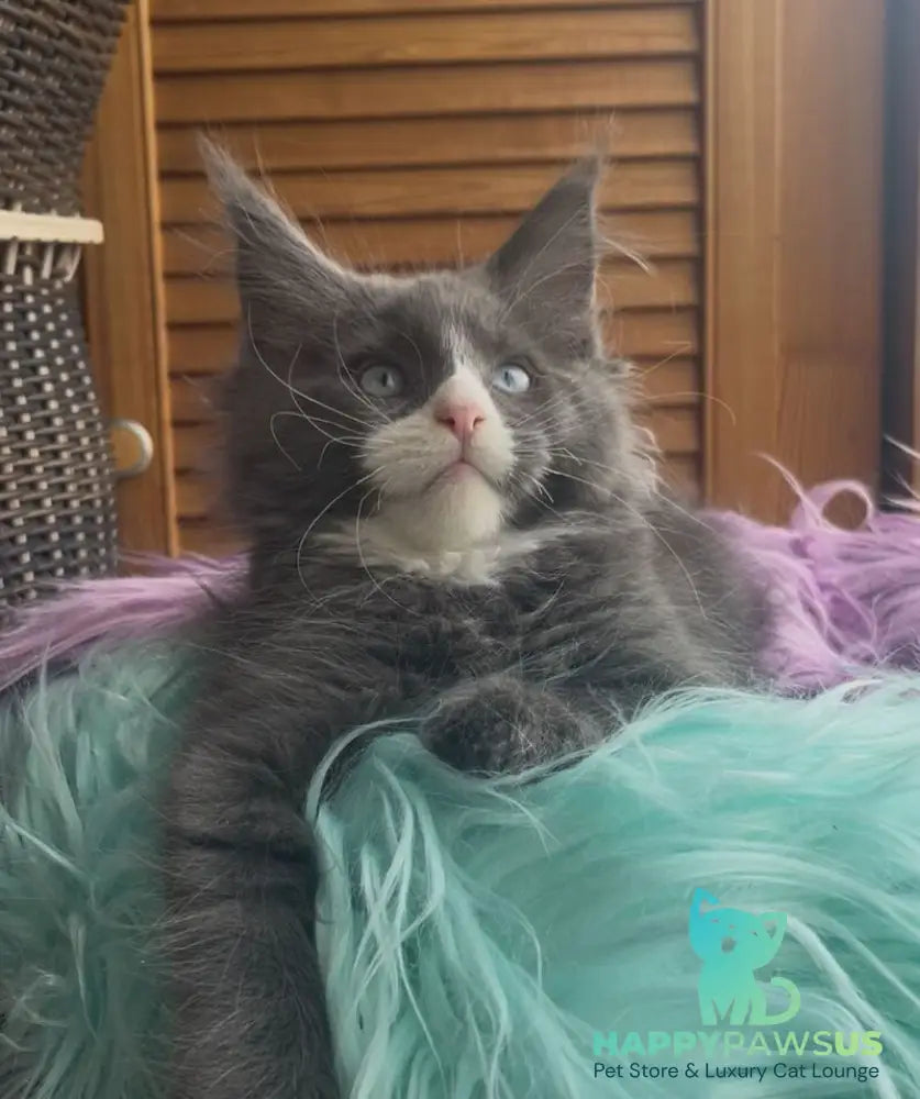 Hugo Maine Coon polydactyl male blue with white - live animals