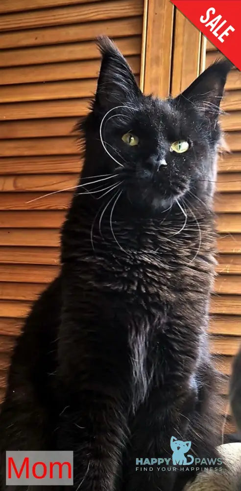 Hugo Maine Coon polydactyl male blue with white - live animals