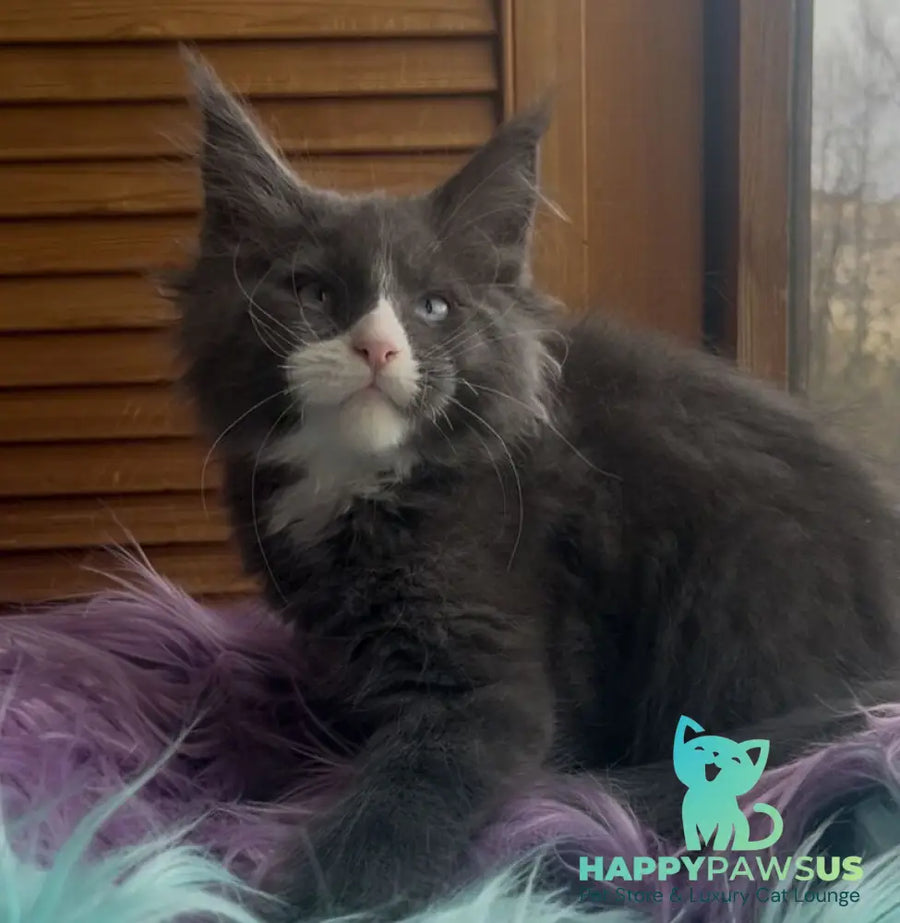 Hugo Maine Coon polydactyl male blue with white - live animals