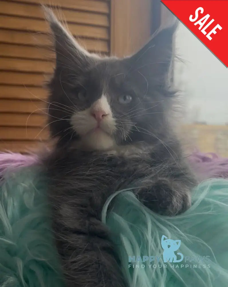 Hugo Maine Coon polydactyl male blue with white - live animals