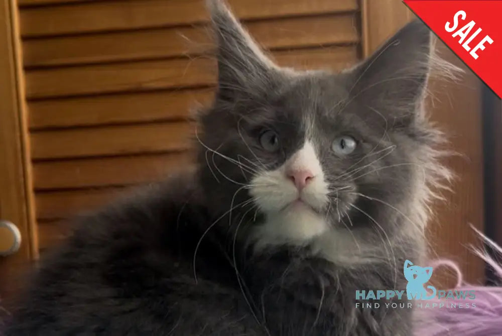 Hugo Maine Coon polydactyl male blue with white - live animals