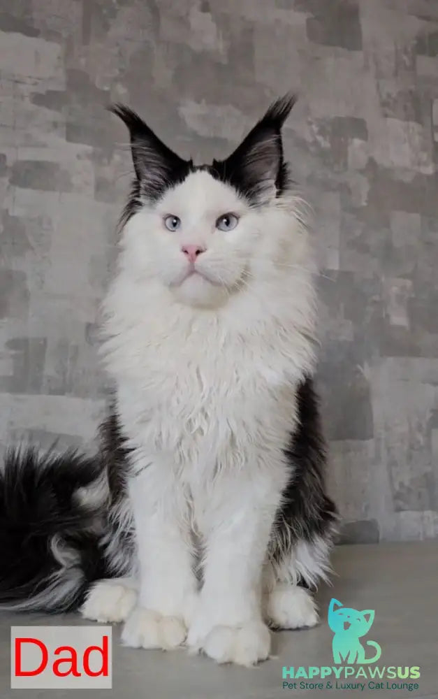 Hugo Maine Coon polydactyl male blue with white - live animals