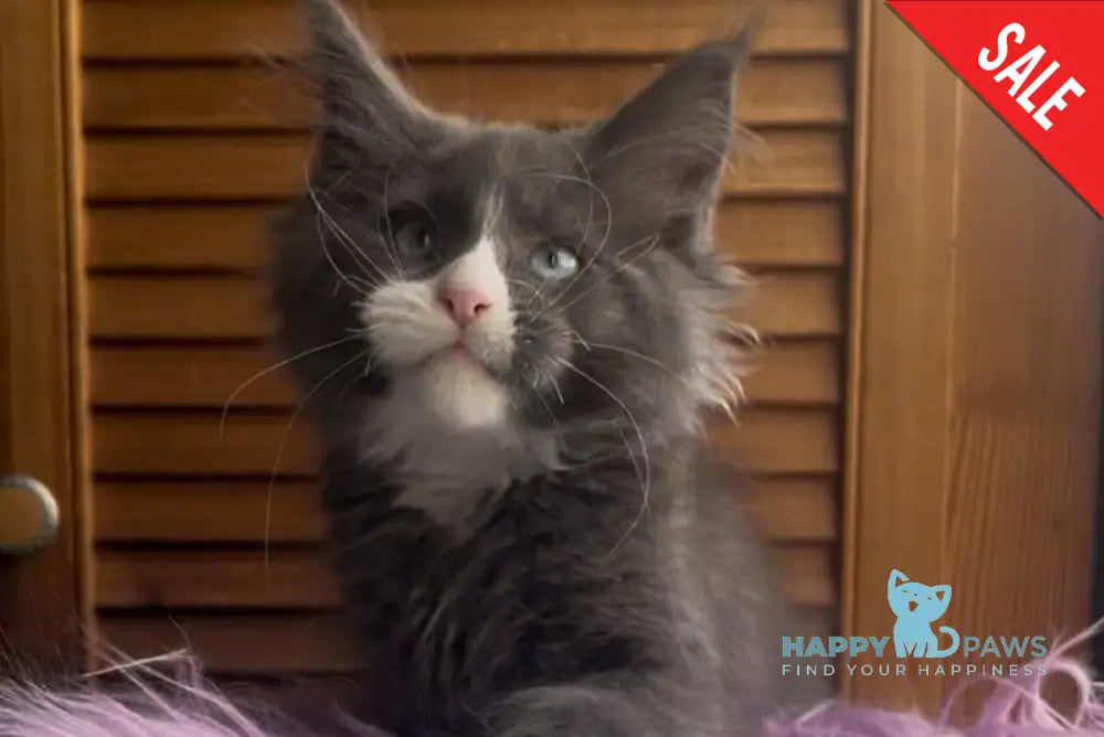 Hugo Maine Coon polydactyl male blue with white - live animals
