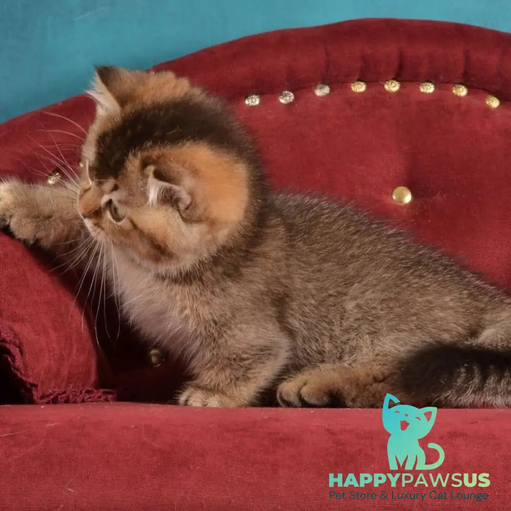Hugo Munchkin male black ticked tabby - live animals