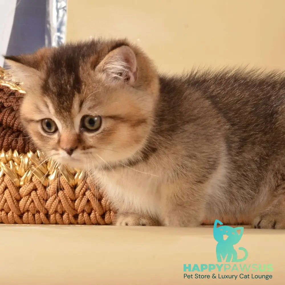 Hugo Munchkin male black ticked tabby - live animals