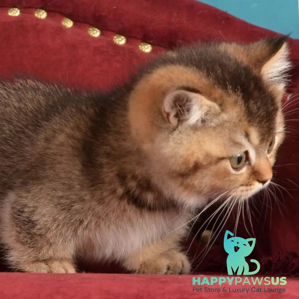 Hugo Munchkin male black ticked tabby - live animals