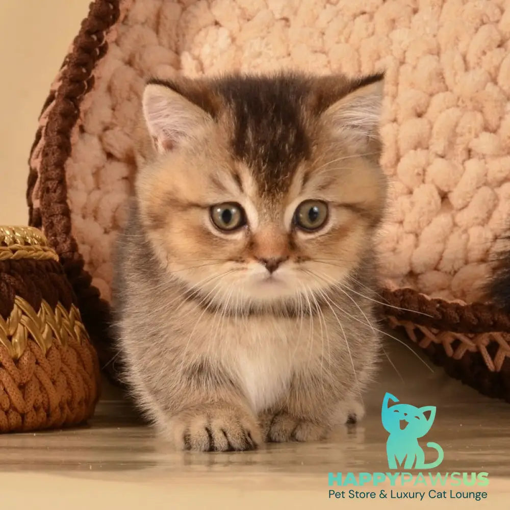 Hugo Munchkin male black ticked tabby - live animals