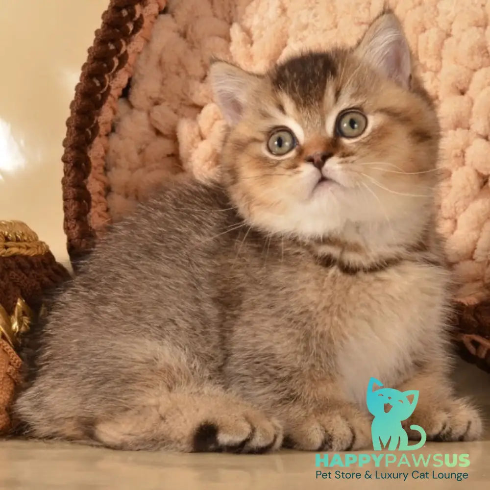 Hugo Munchkin male black ticked tabby - live animals