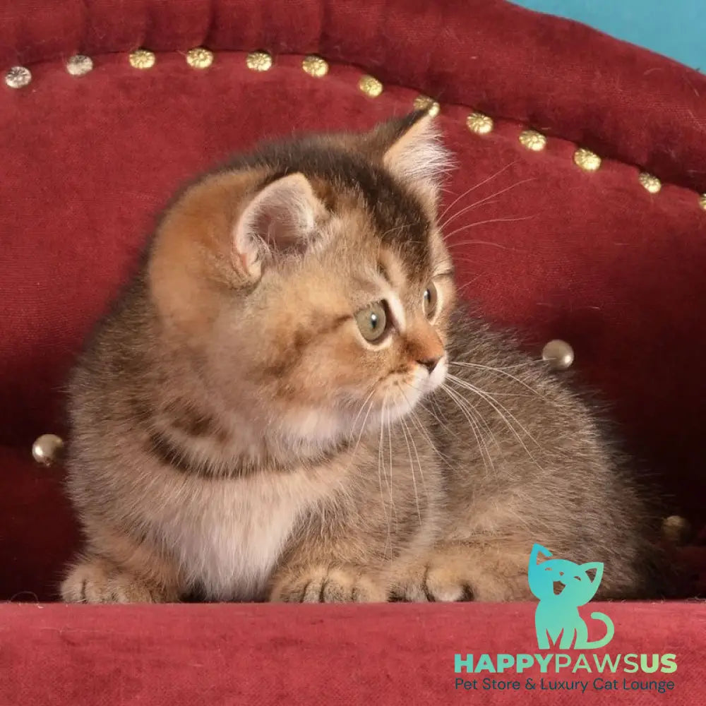 Hugo Munchkin male black ticked tabby - live animals