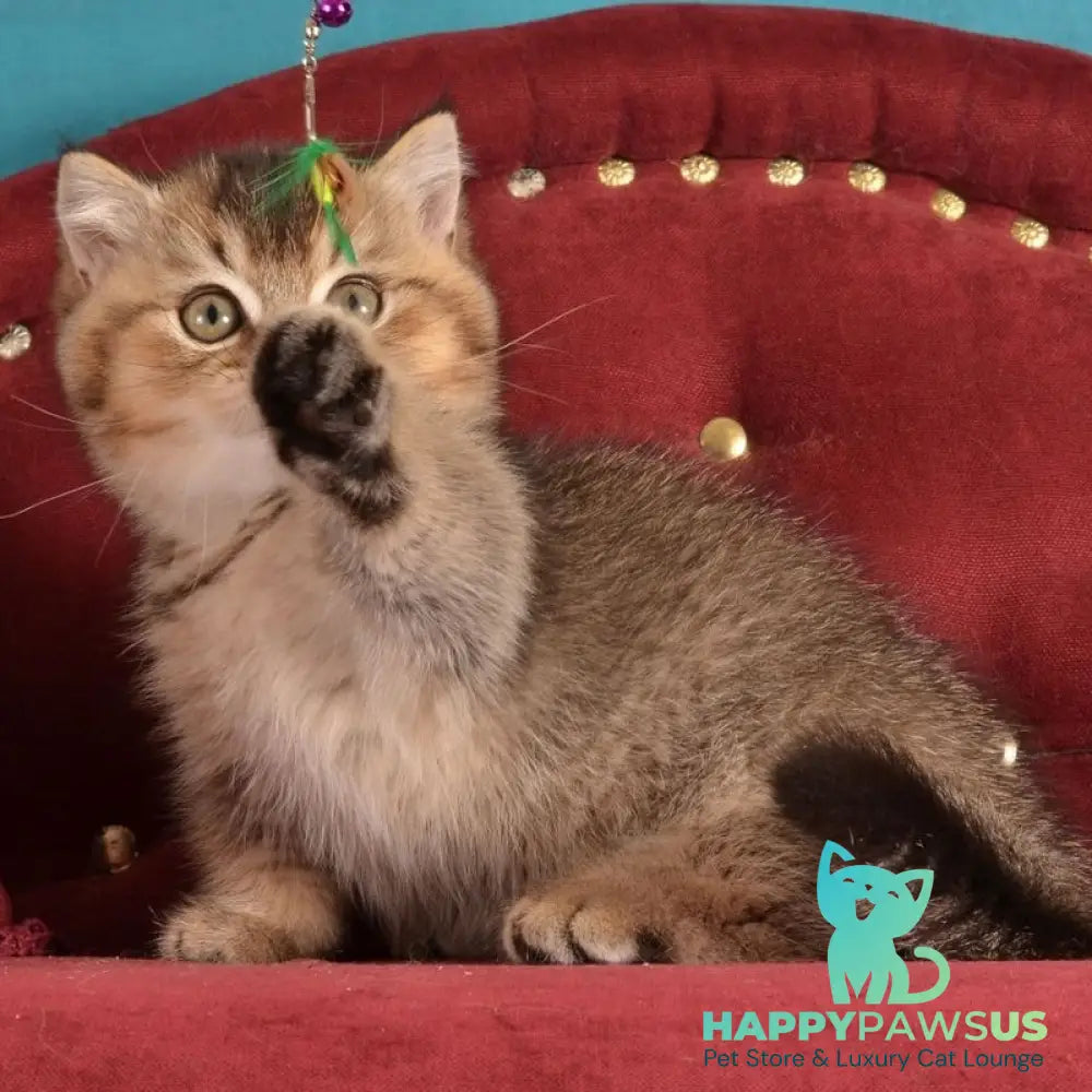 Hugo Munchkin male black ticked tabby - live animals