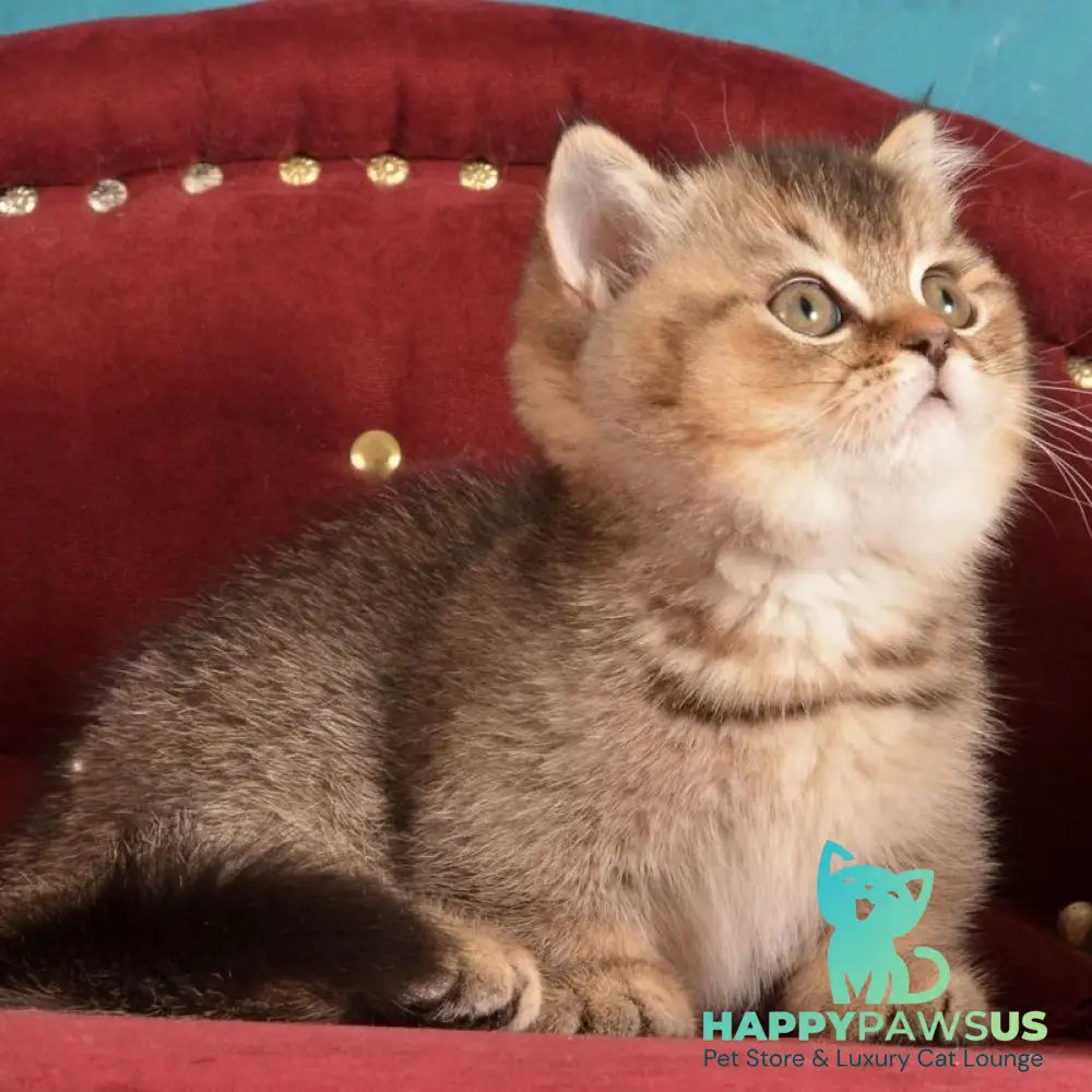 Hugo Munchkin male black ticked tabby - live animals