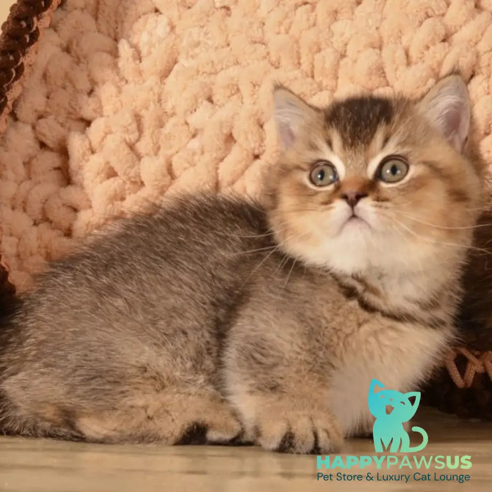 Hugo Munchkin male black ticked tabby - live animals