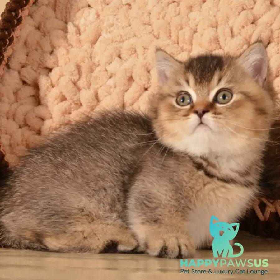 Hugo Munchkin male black ticked tabby - live animals