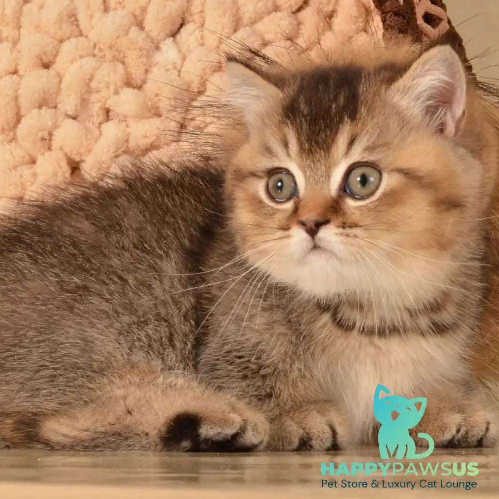 Hugo Munchkin male black ticked tabby - live animals