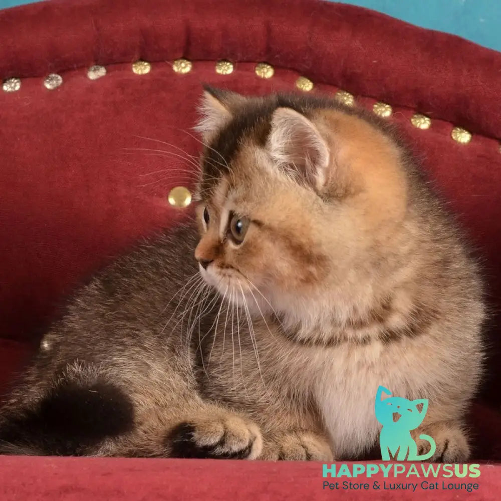 Hugo Munchkin male black ticked tabby - live animals