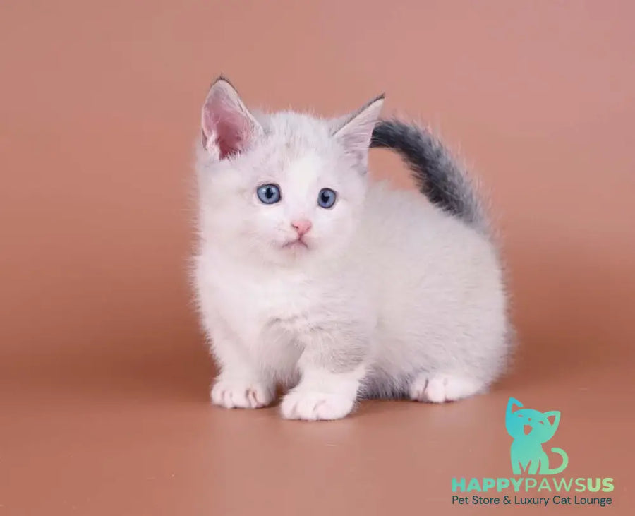 Hugo Munchkin male blue pointed bicolour - live animals