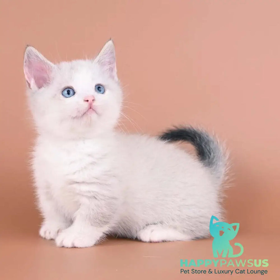Hugo Munchkin male blue pointed bicolour - live animals