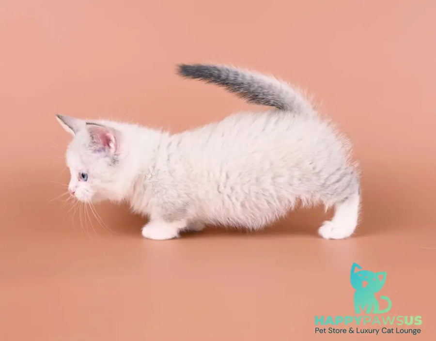 Hugo Munchkin male blue pointed bicolour - live animals