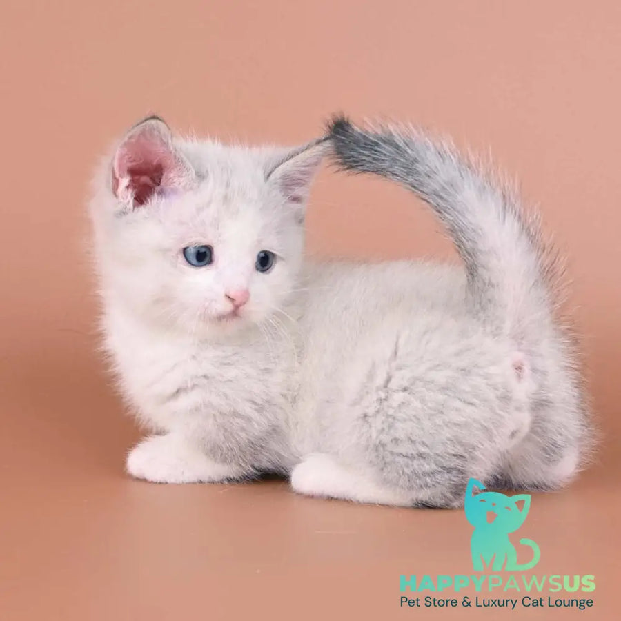 Hugo Munchkin male blue pointed bicolour - live animals