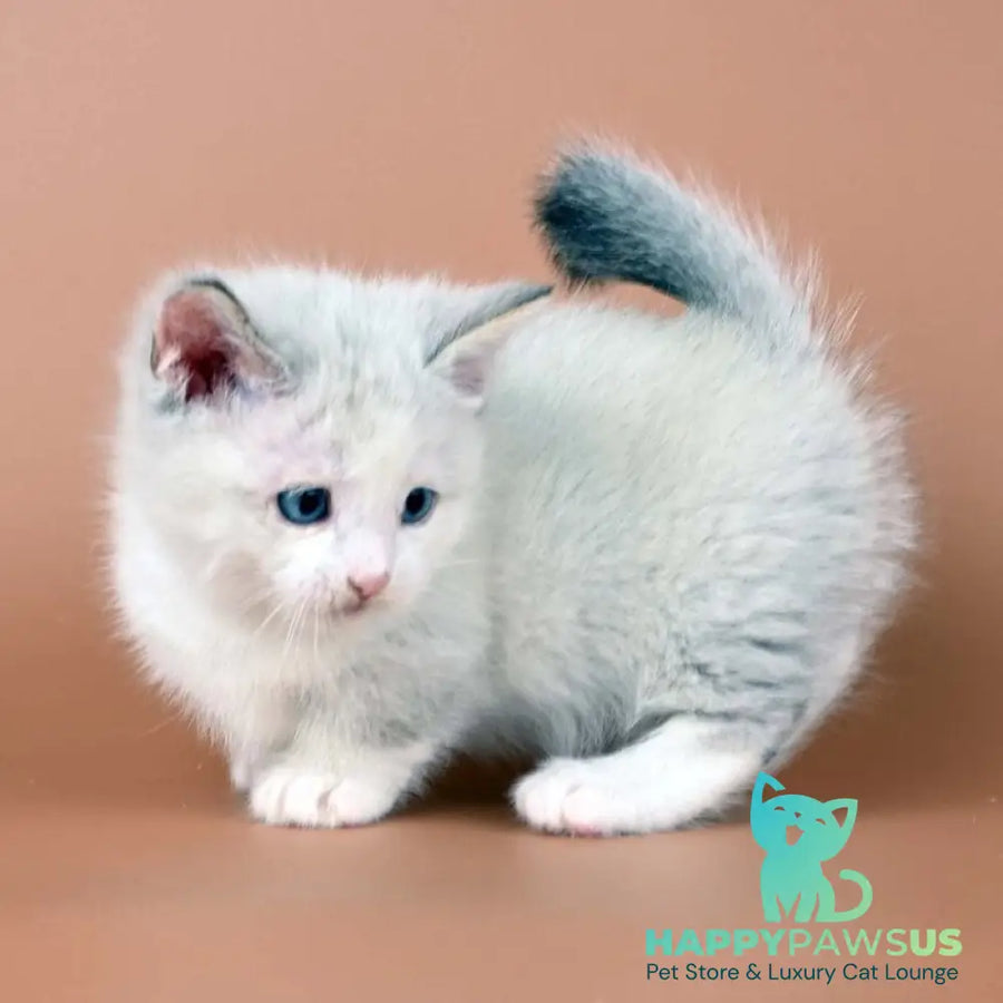 Hugo Munchkin male blue pointed bicolour - live animals