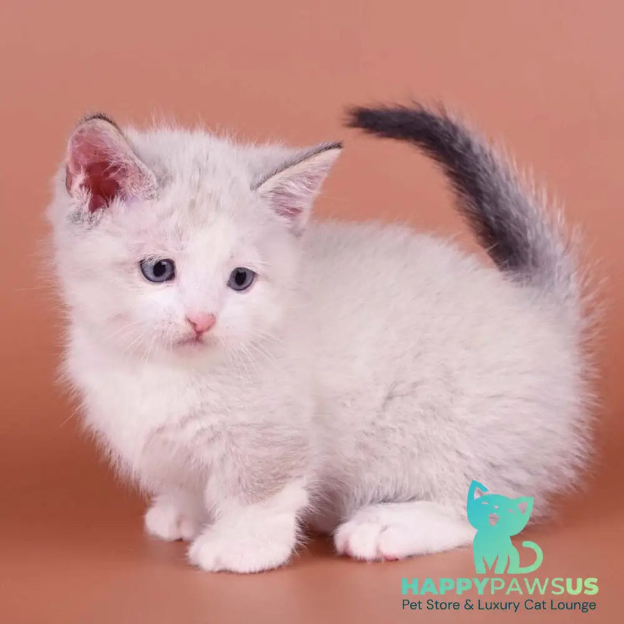 Hugo Munchkin male blue pointed bicolour - live animals