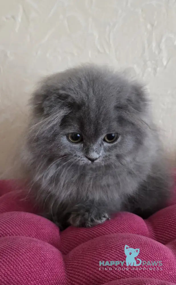 Hugo Scottish Fold male blue live animals