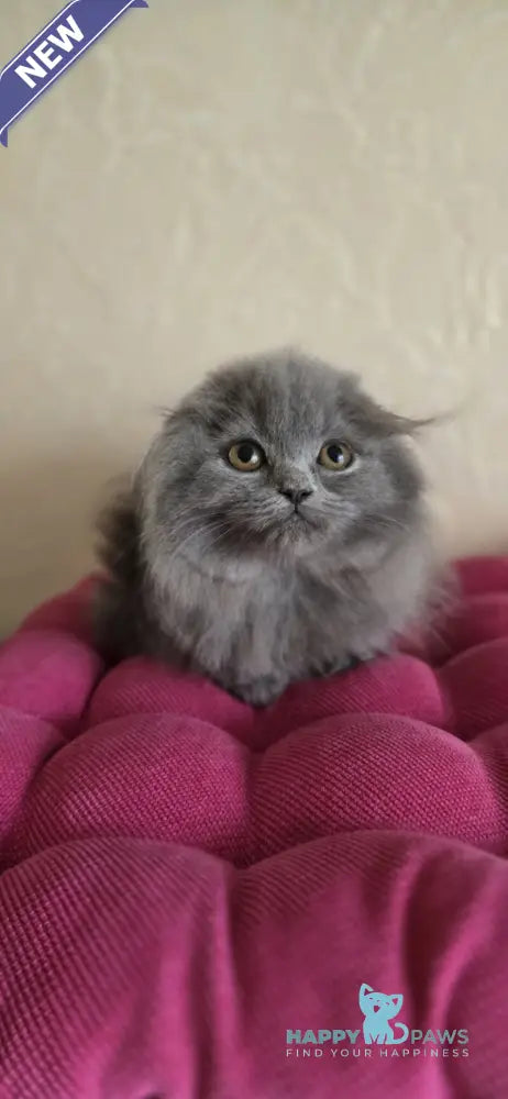 Hugo Scottish Fold male blue live animals