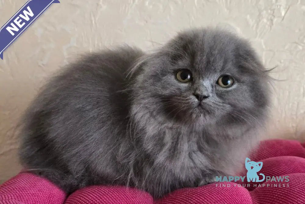 Hugo Scottish Fold male blue live animals