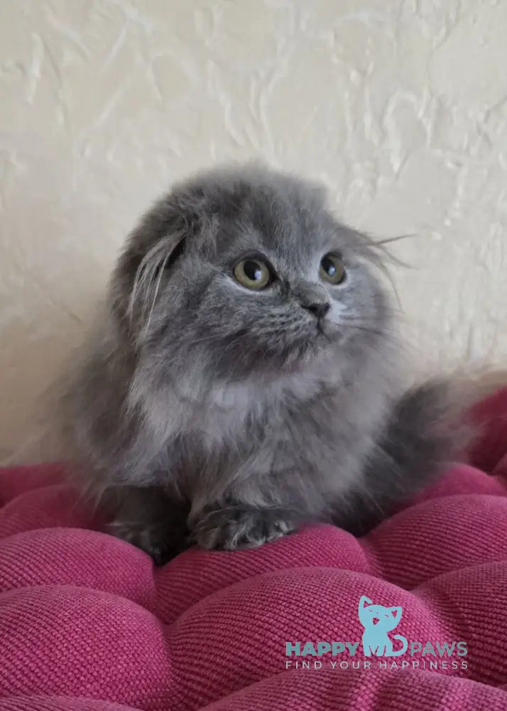 Hugo Scottish Fold male blue live animals