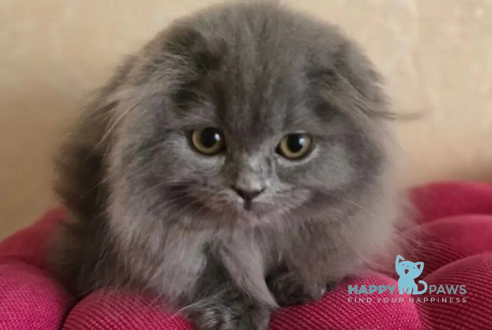 Hugo Scottish Fold male blue live animals