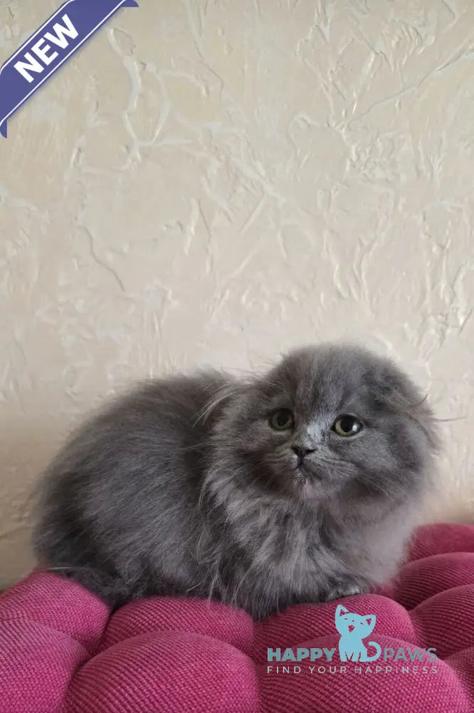 Hugo Scottish Fold male blue live animals