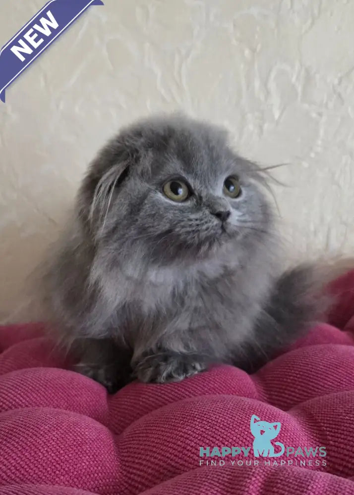 Hugo Scottish Fold male blue live animals