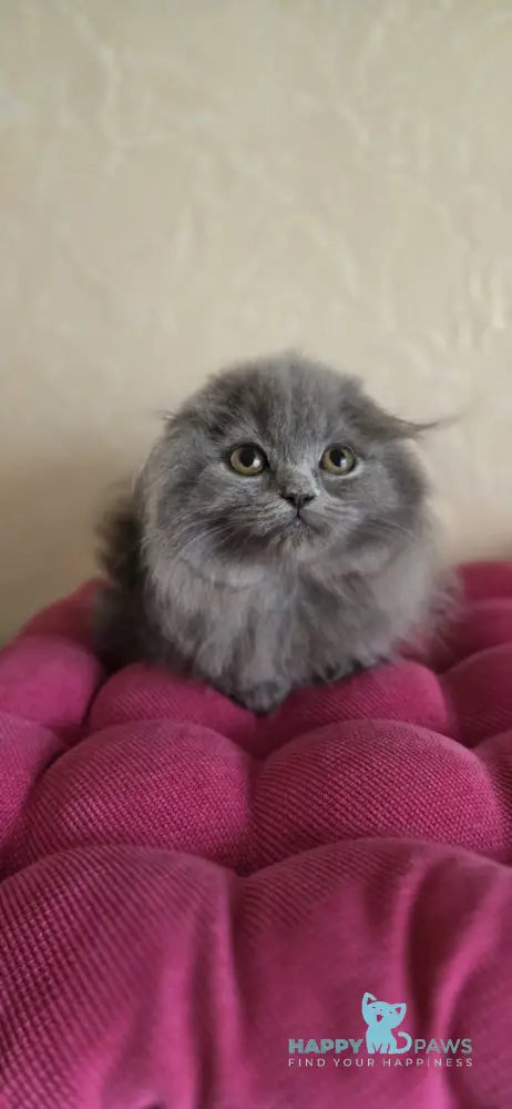 Hugo Scottish Fold male blue live animals