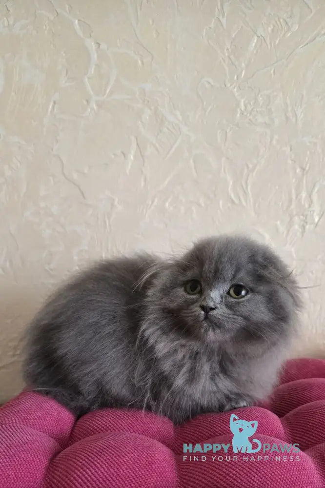 Hugo Scottish Fold male blue live animals