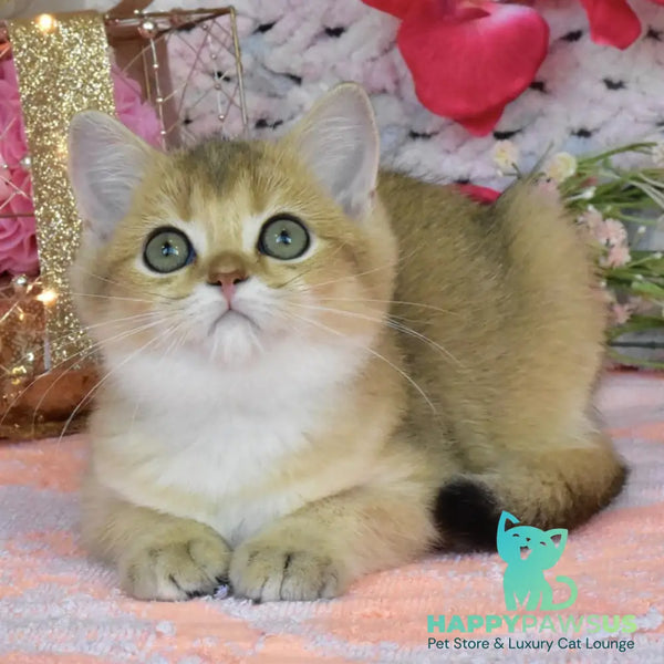 Hummer British Shorthair male black golden shaded - live animals