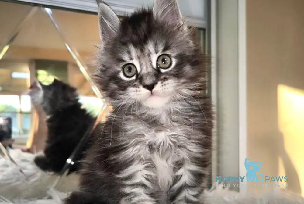 Hummer Maine Coon male black silver tabby live animals