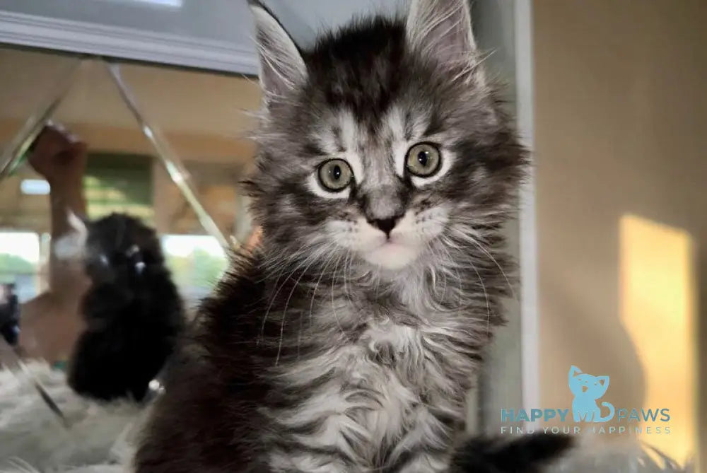 Hummer Maine Coon male black silver tabby live animals