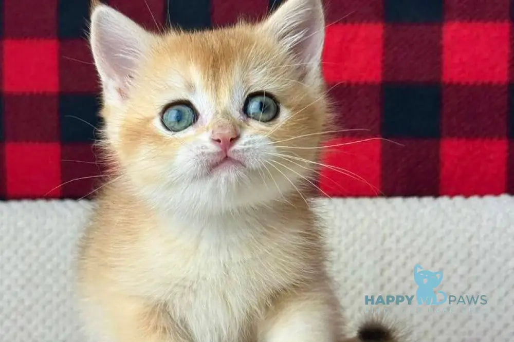 Hunter British Shorthair male black golden shaded live animals