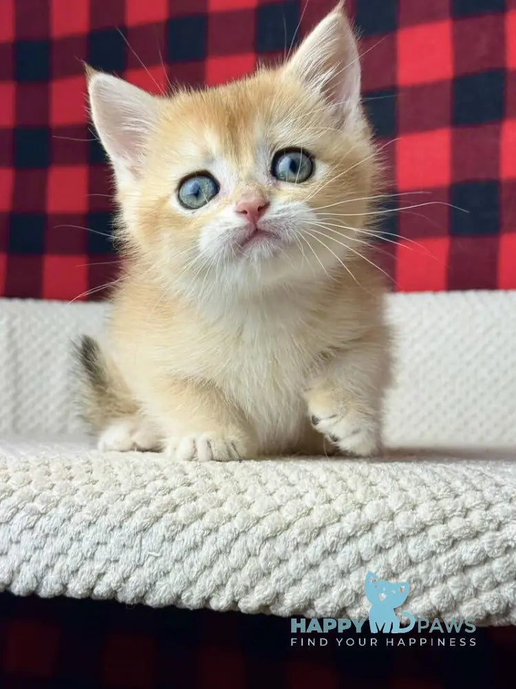 Hunter British Shorthair male black golden shaded live animals