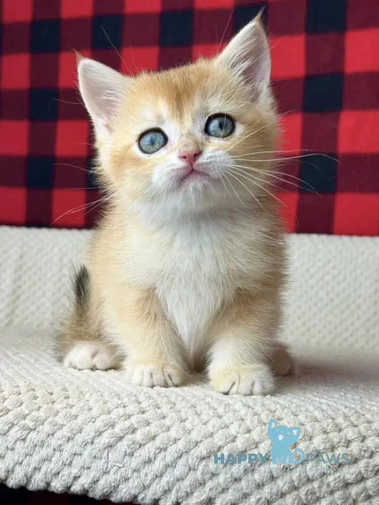 Hunter British Shorthair male black golden shaded live animals