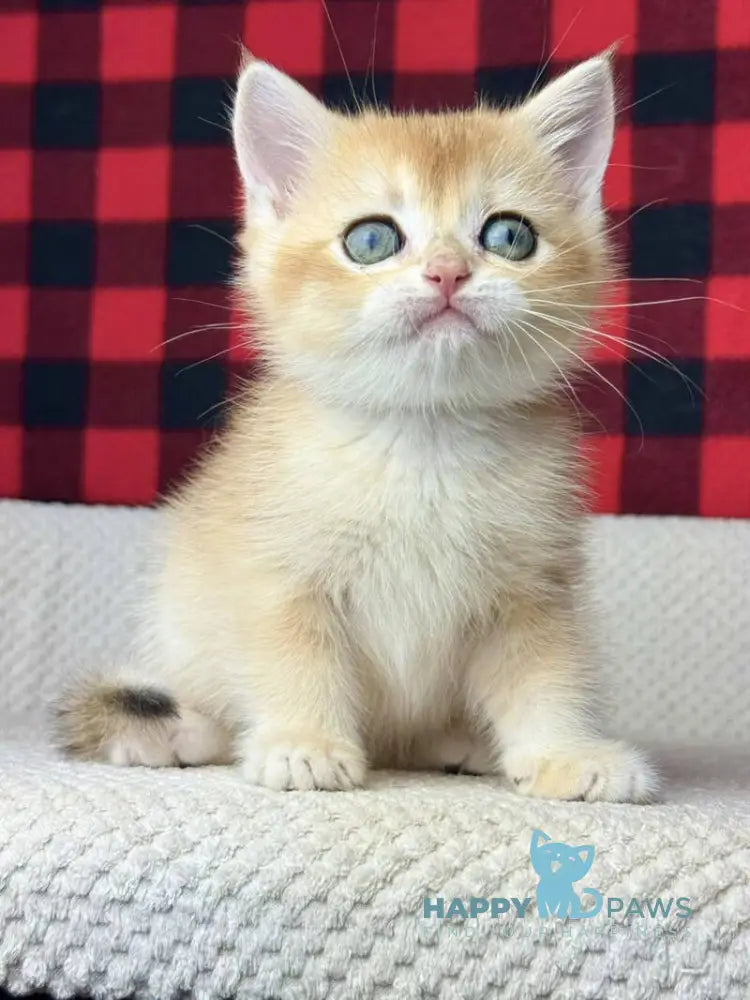 Hunter British Shorthair male black golden shaded live animals