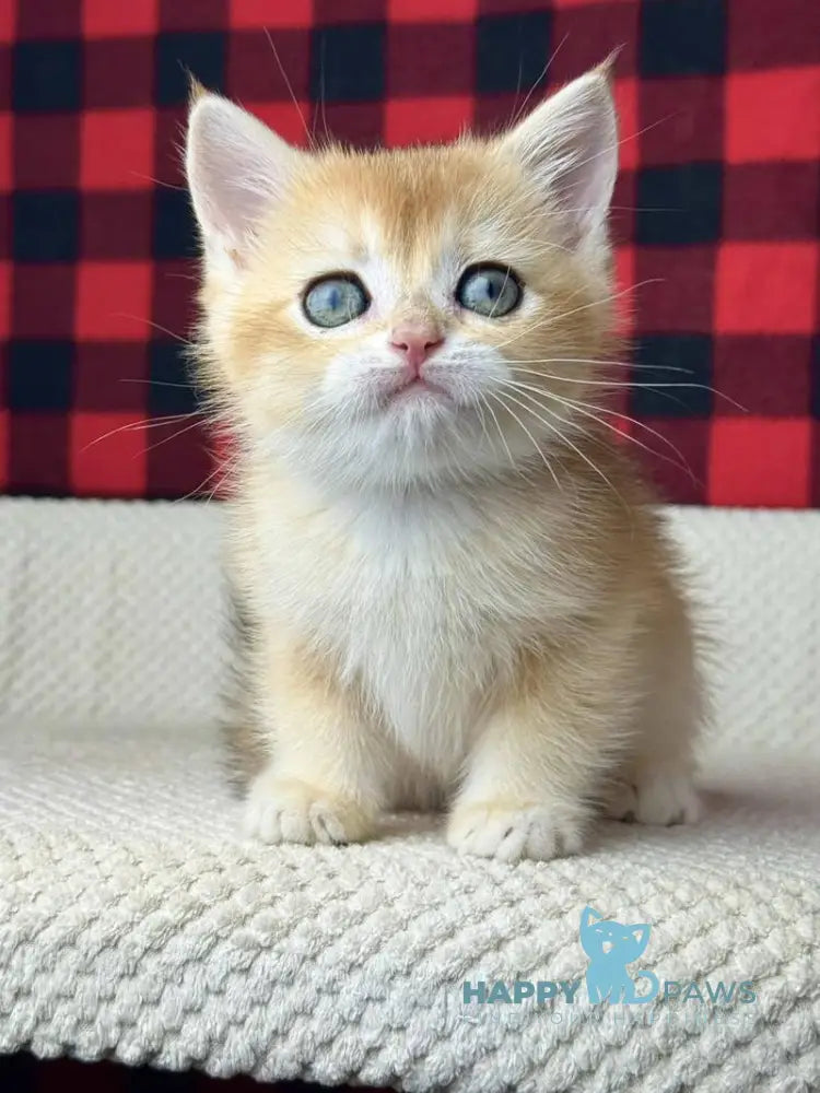 Hunter British Shorthair male black golden shaded live animals