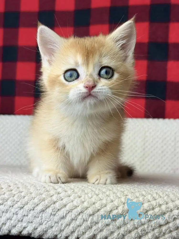 Hunter British Shorthair male black golden shaded live animals