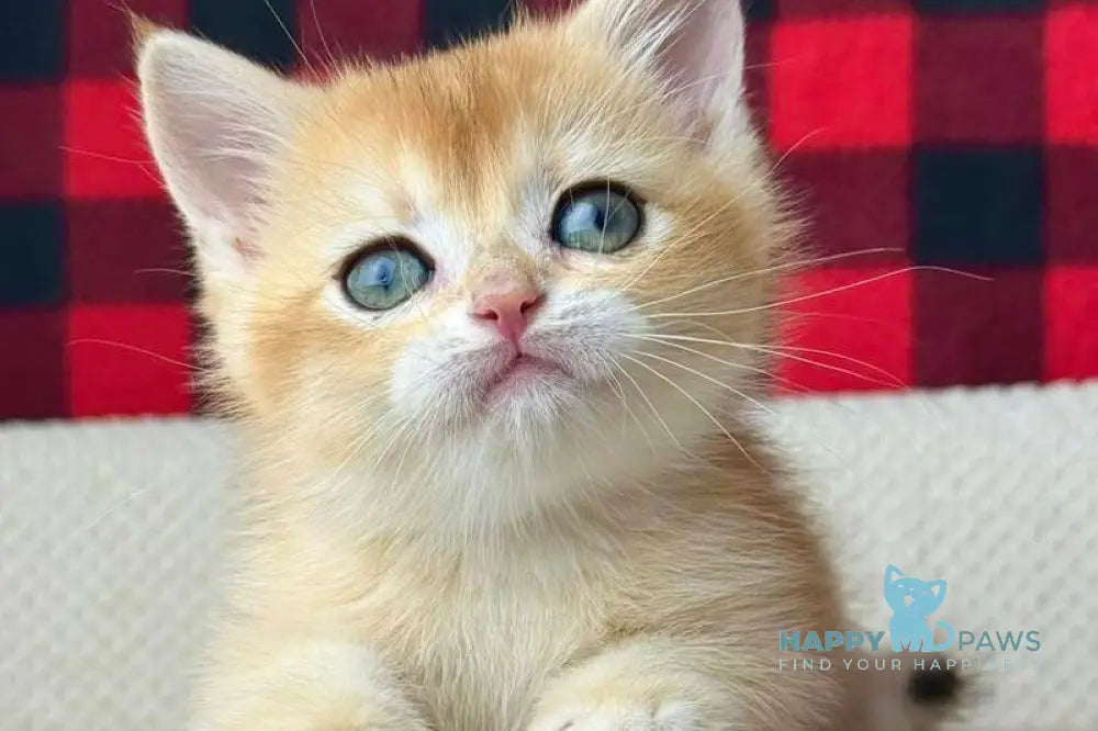 Hunter British Shorthair male black golden shaded live animals
