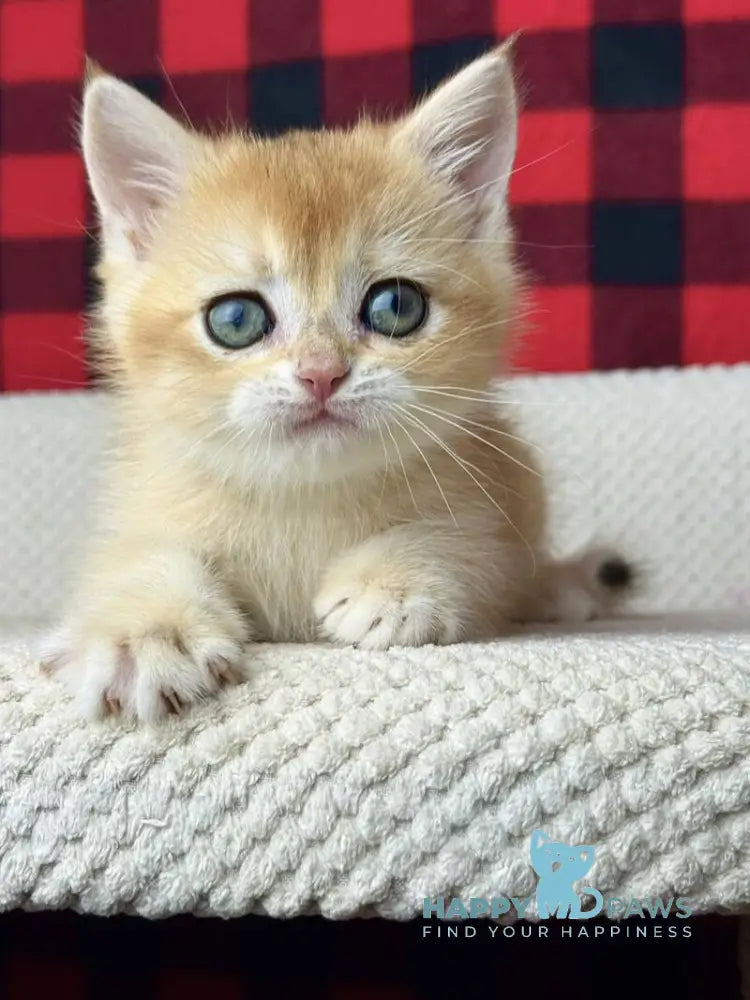 Hunter British Shorthair male black golden shaded live animals