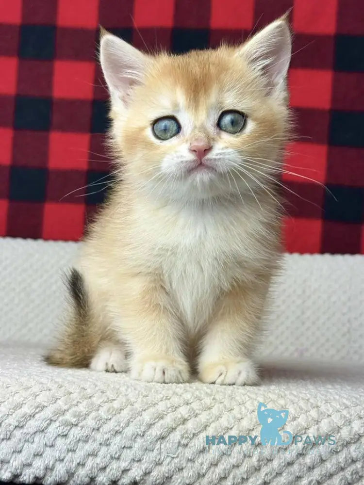 Hunter British Shorthair male black golden shaded live animals