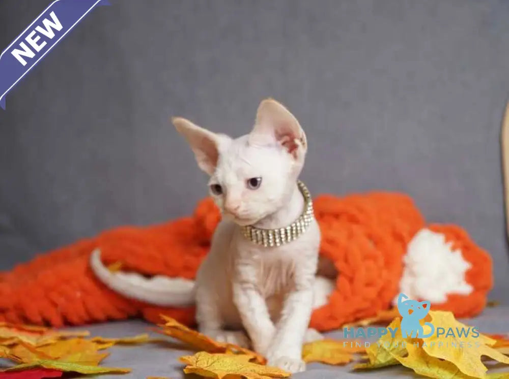 Hunter Devon Rex male red pointed live animals