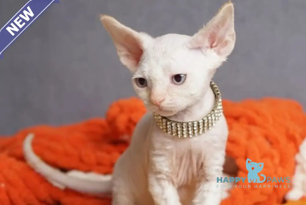 Hunter Devon Rex male red pointed live animals