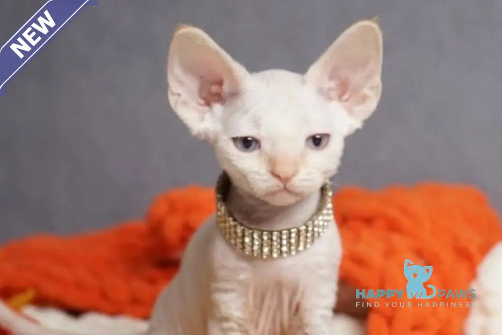 Hunter Devon Rex male red pointed live animals